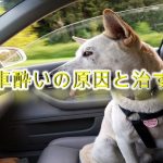 犬の車酔いの原因と治す方法【犬の車酔いで困っている愛犬家の飼い主へ】