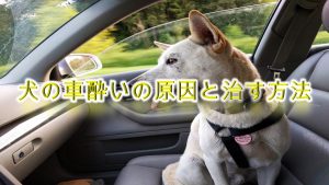 犬の車酔いの原因と治す方法【犬の車酔いで困っている愛犬家の飼い主へ】