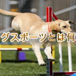 「ドッグスポーツ」とは何か?【種類などもわかりやすく解説】
