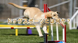 「ドッグスポーツ」とは何か?【種類などもわかりやすく解説】