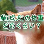 豆柴(成犬)の体重はどのくらい?【柴犬と比較してわかりやすく解説】