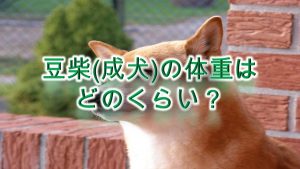 豆柴(成犬)の体重はどのくらい?【柴犬と比較してわかりやすく解説】