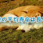 豆柴の平均寿命は長い?【豆柴の寿命について徹底分析】