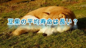 豆柴の平均寿命は長い?【豆柴の寿命について徹底分析】