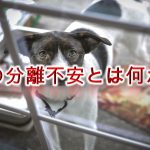 犬の分離不安とは何か?【チェックの仕方や、治すためトレーニング方法も紹介】