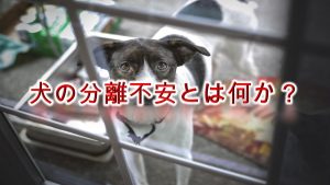 犬の分離不安とは何か?【チェックの仕方や、治すためトレーニング方法も紹介】