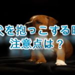 子犬を抱っこする時の注意点は?【嫌がる原因や、正しい抱っこの仕方なども紹介】