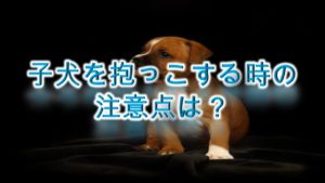 子犬を抱っこする時の注意点は?【嫌がる原因や、正しい抱っこの仕方なども紹介】