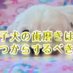 子犬の歯磨きはいつから開始するべき?【頻度(1日に何回くらい歯を磨くべきか)なども解説】