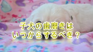 子犬の歯磨きはいつから開始するべき?【頻度(1日に何回くらい歯を磨くべきか)なども解説】