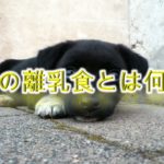 子犬の離乳食とは何か?いつからあげるべき?【与え方や注意点も解説】