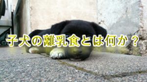 子犬の離乳食とは何か?いつからあげるべき?【与え方や注意点も解説】