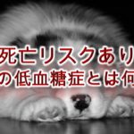 【死亡リスクあり】子犬の低血糖症とは何か？わかりやすく簡単な言葉で解説
