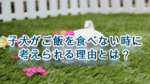 子犬がご飯を食べない時に考えられる理由とは?【原因を知り、対策を。】