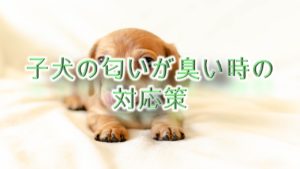 子犬の匂い(体臭や口臭)がくさい時の対応策【臭くなる理由(原因)も解説】