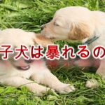 なぜ子犬は暴れるのか?【考えられる原因や対応策について】