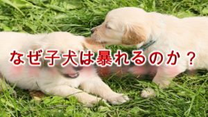 なぜ子犬は暴れるのか?【考えられる原因や対応策について】
