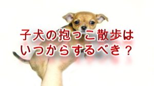 子犬の抱っこ散歩はいつからするべき?【抱っこ散歩のコツや注意点も解説】