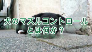 犬のマズルコントロールとは何か?