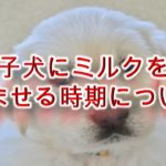 子犬にミルクを飲ませる時期について【いつからいつまで与えるべき?】