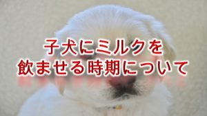 子犬にミルクを飲ませる時期について【いつからいつまで与えるべき?】