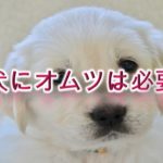 子犬にオムツは必要?【犬用オムツのメリットやデメリット】