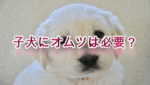 子犬にオムツは必要?【犬用オムツのメリットやデメリット】
