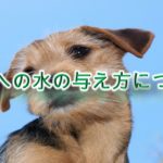 子犬への水の与え方について【子犬が水を飲まない。。と悩む愛犬家へ】