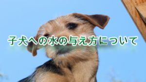 子犬への水の与え方について【子犬が水を飲まない。。と悩む愛犬家へ】