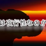 犬は夜行性なのか?