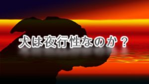 犬は夜行性なのか？