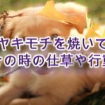 犬がヤキモチを焼いている時の仕草や行動
