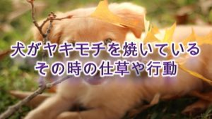 犬がヤキモチを焼いている時の仕草や行動