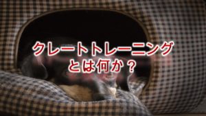 子犬のクレートトレーニングとは何か?メリットは何?【具体的なやり方なども解説】