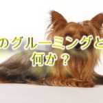 犬のグルーミングとは何か?