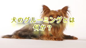 犬のグルーミングとは何か?