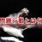 犬の問題行動とは何か?