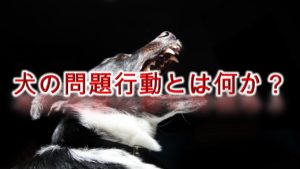 犬の問題行動とは何か?