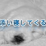 犬が添い寝してくる理由