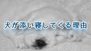 犬が添い寝してくる理由