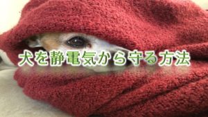 犬を静電気から守る方法