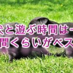 子犬と遊ぶ時間は一日何時間くらいがベスト?【遊びすぎは危険?】