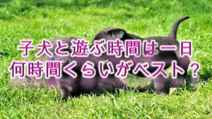 子犬と遊ぶ時間は一日何時間くらいがベスト?【遊びすぎは危険?】