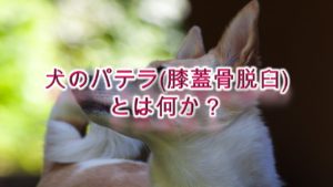 犬のパテラ(膝蓋骨脱臼)とは何か？【わかりやすく簡単な言葉で解説】