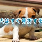 子犬はすぐ骨折する?【室内で子犬が骨折しないための準備や注意点】