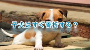 子犬はすぐ骨折する?【室内で子犬が骨折しないための準備や注意点】