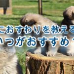 子犬におすわりを教える時期はいつがおすすめ?【しつけ方なども詳しく解説】