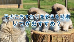 子犬におすわりを教える時期はいつがおすすめ?【しつけ方なども詳しく解説】