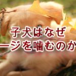 子犬はなぜケージを噛むのか?【原因を知り、対策を。】