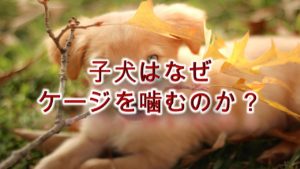 子犬はなぜケージを噛むのか?【原因を知り、対策を。】